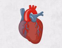 het hart