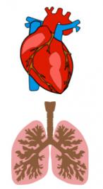 organs