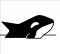 Killer whale