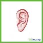 ear