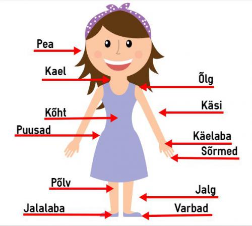 Body parts