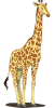 Girafe