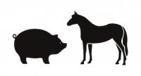 Tiere auf Spanisch